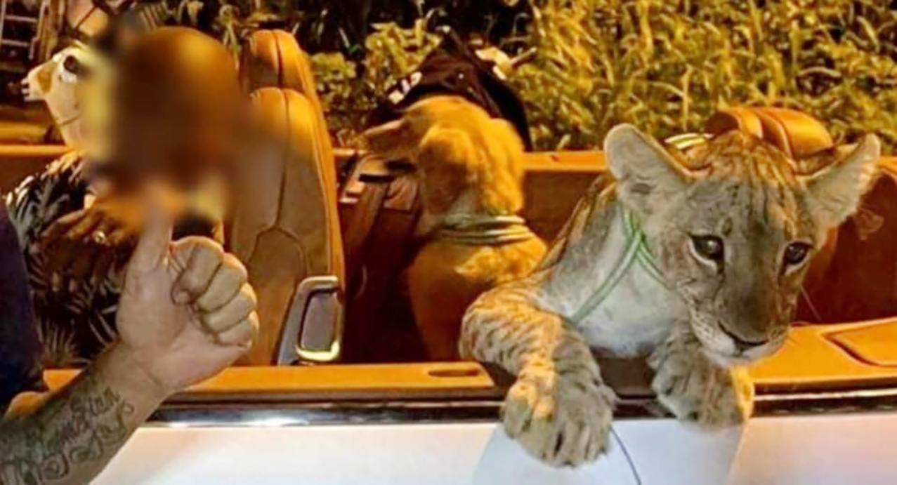 芭堤雅警方调查：豪华轿车上展示着一只幼狮