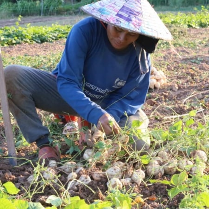 农田种植变更，收入超过20万泰铢