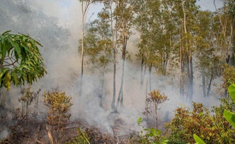 泰国达叻府山火，疑似人为纵火引发沙美森林火灾