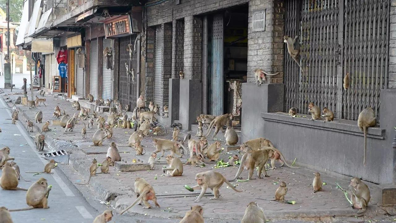 泰国华富里府启动应对猴子威胁的计划