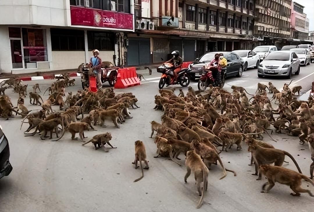 泰国华富里府启动应对猴子威胁的计划