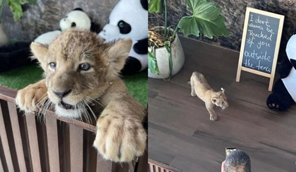 普吉岛咖啡馆惊现幼狮！泰国警察野生动物官员紧急追捕！