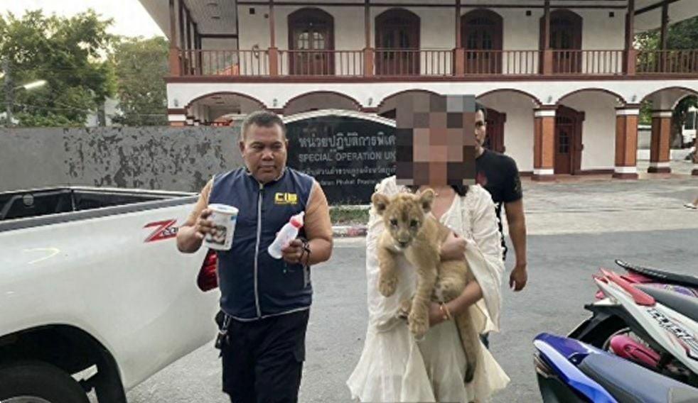 惊！中国女子在泰国普吉岛因非法养幼狮被捕！