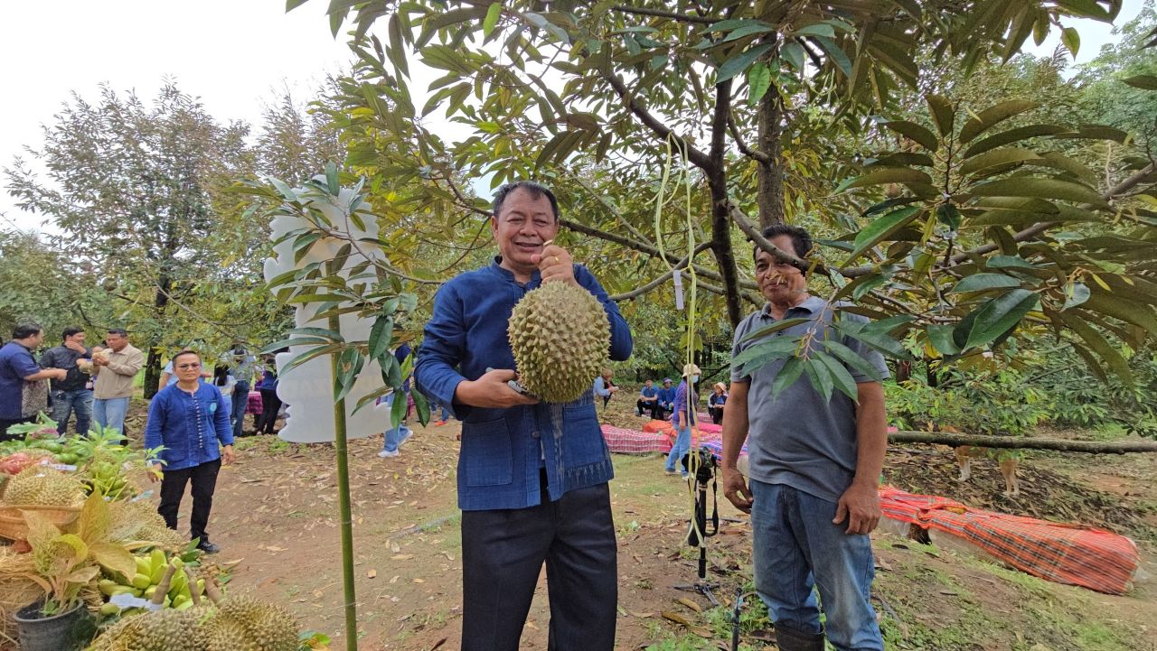 探索3D榴莲园“DINO DURIAN DOONZAD FESTIVAL” 力求成为GI产品