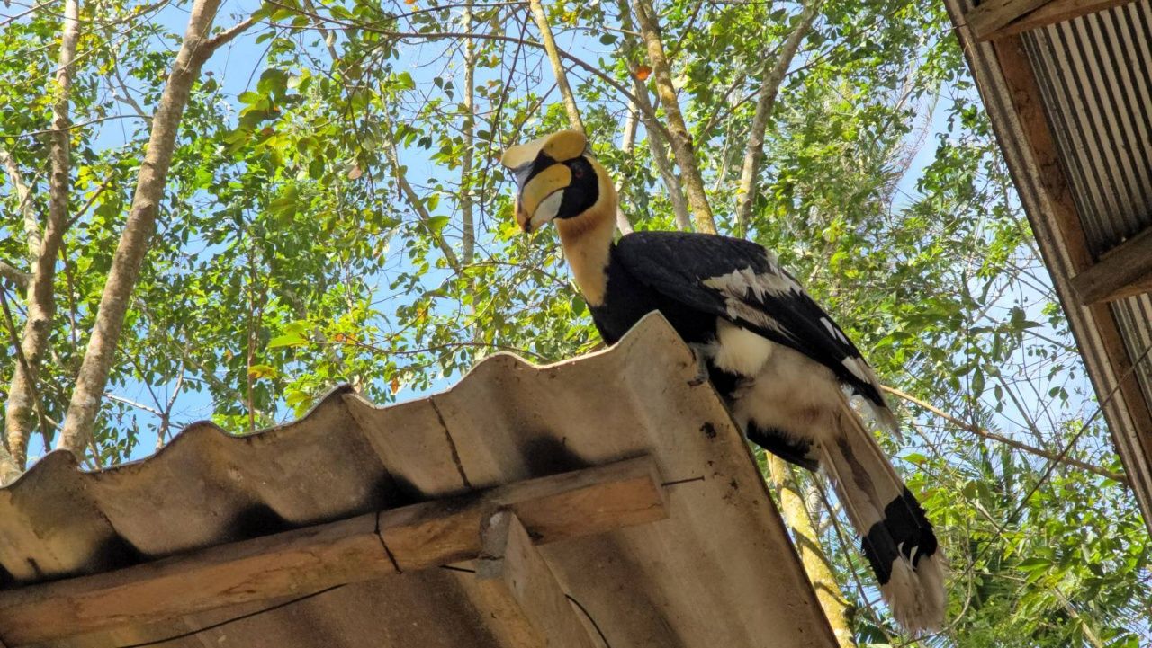 聪明的犀鸟视频展示与士兵打藤球