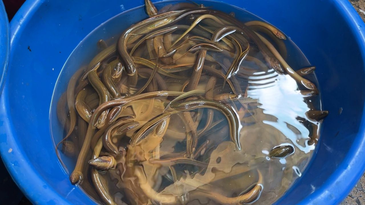 孔敬：鲶鱼和鳗鱼短缺，餐馆受到影响，7-9两的规格很难找到