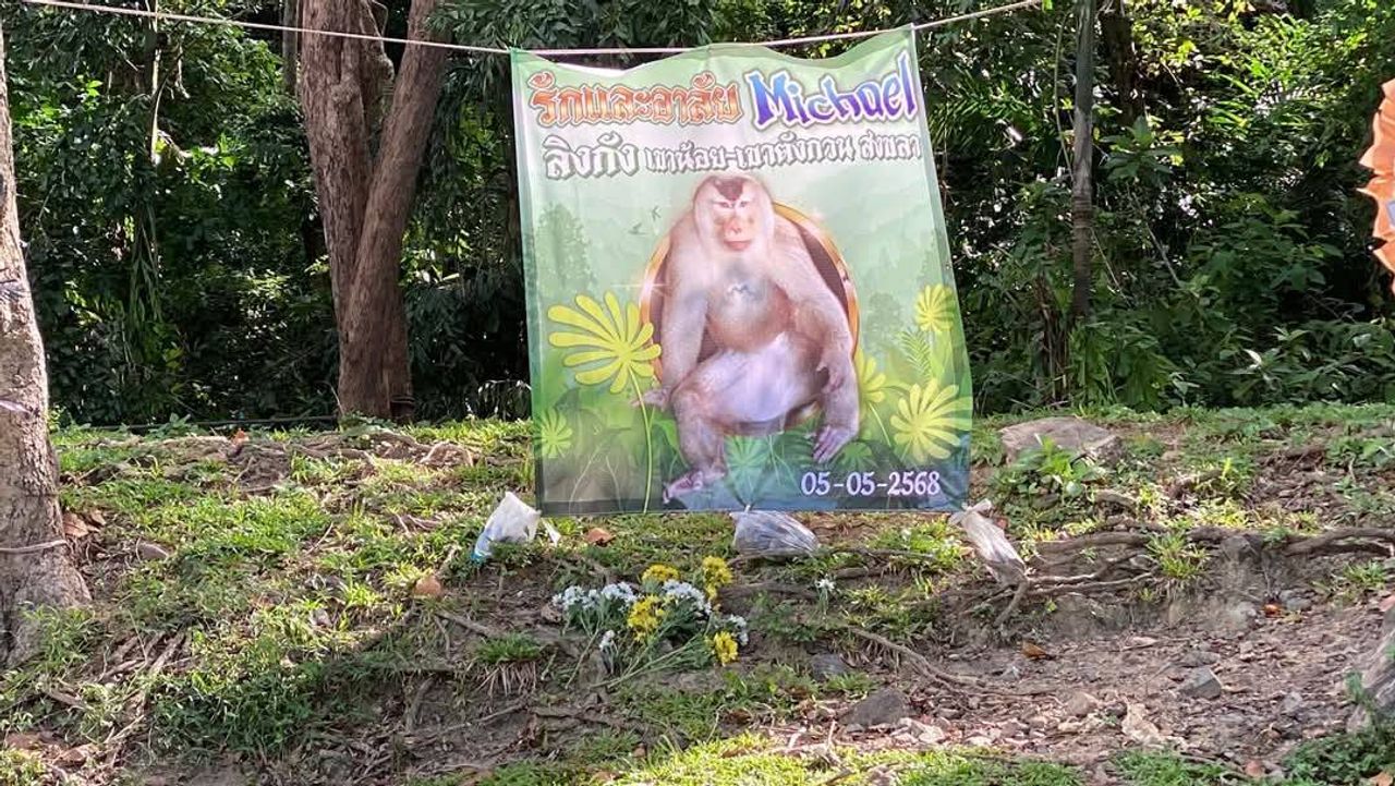 猴子保护志愿者坚称有录音承认安乐死 迈克尔 猴群首领 死后4小时的谜团