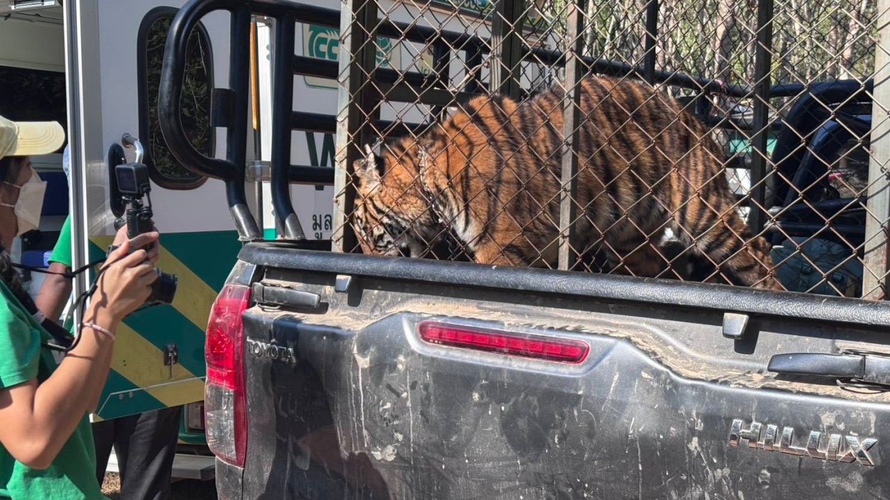 泰国国家公园管理局接管“苏尔虎”继续保护,缅甸发现于诈骗基地