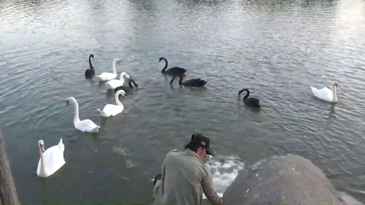 全面捕获清迈省的“黑天鹅” 受到烟花声惊吓后飞走