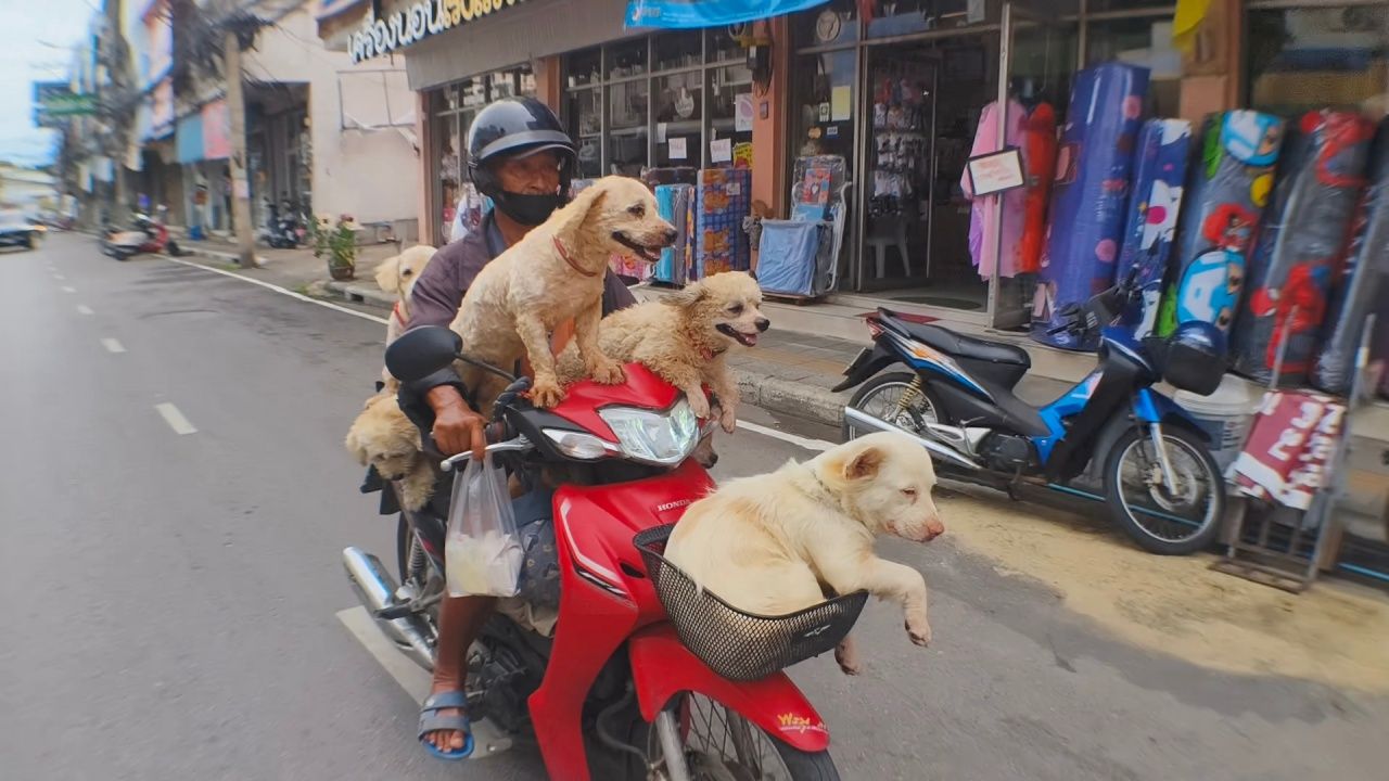 采访“阿松叔叔”带着7只狗狗骑摩托车，温顺不吵闹，令人莞尔