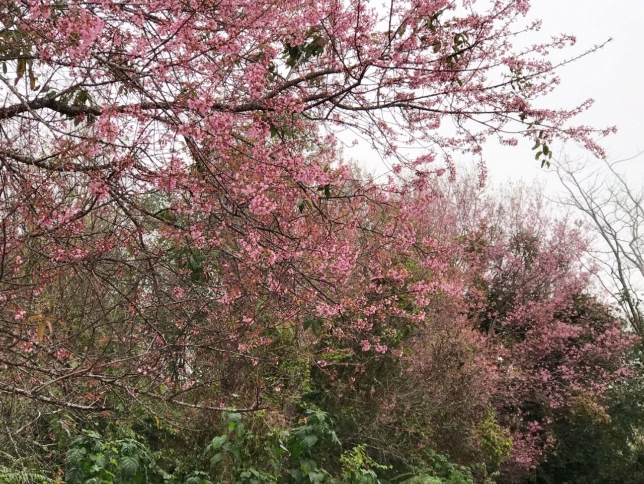 盛开的“泰国樱花”在ภูมโล山顶比往年提前绽放