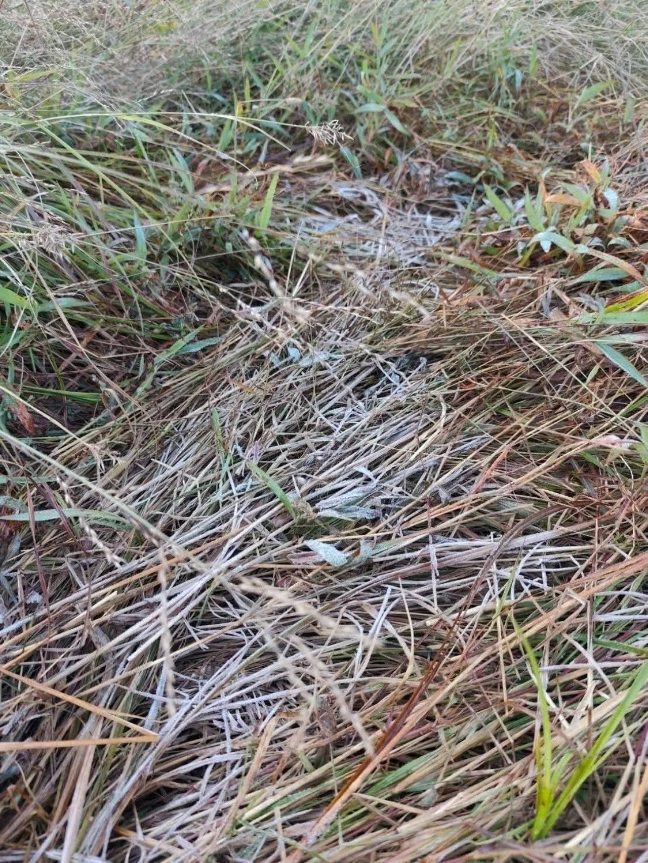 极度寒冷的普索伊道松林，最低气温降至2度，告别11月