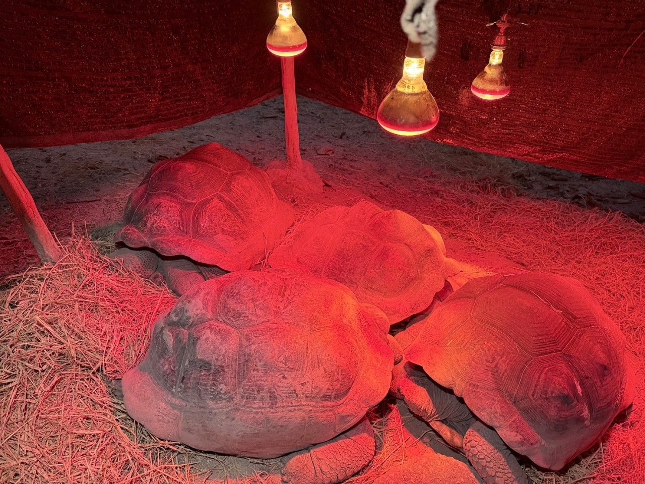 气温持续下降,清迈动物园增设暖气帮助动物抵御寒冷