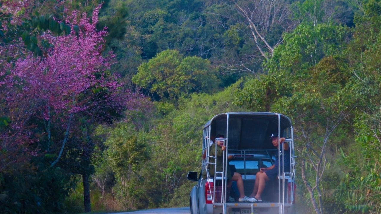 泰国樱花在普鲁国家公园山顶开始绽放，今晨气温12度