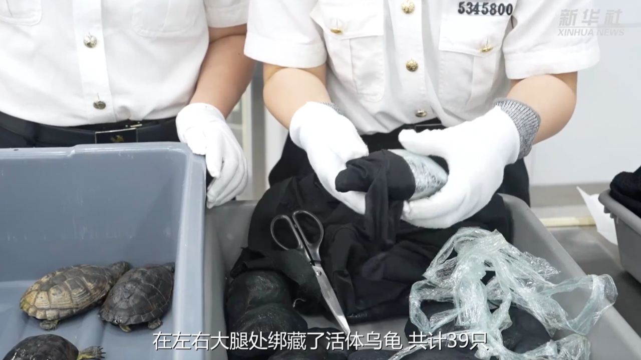 深圳海关拘留两名中国女子 夹藏68只南非乌龟