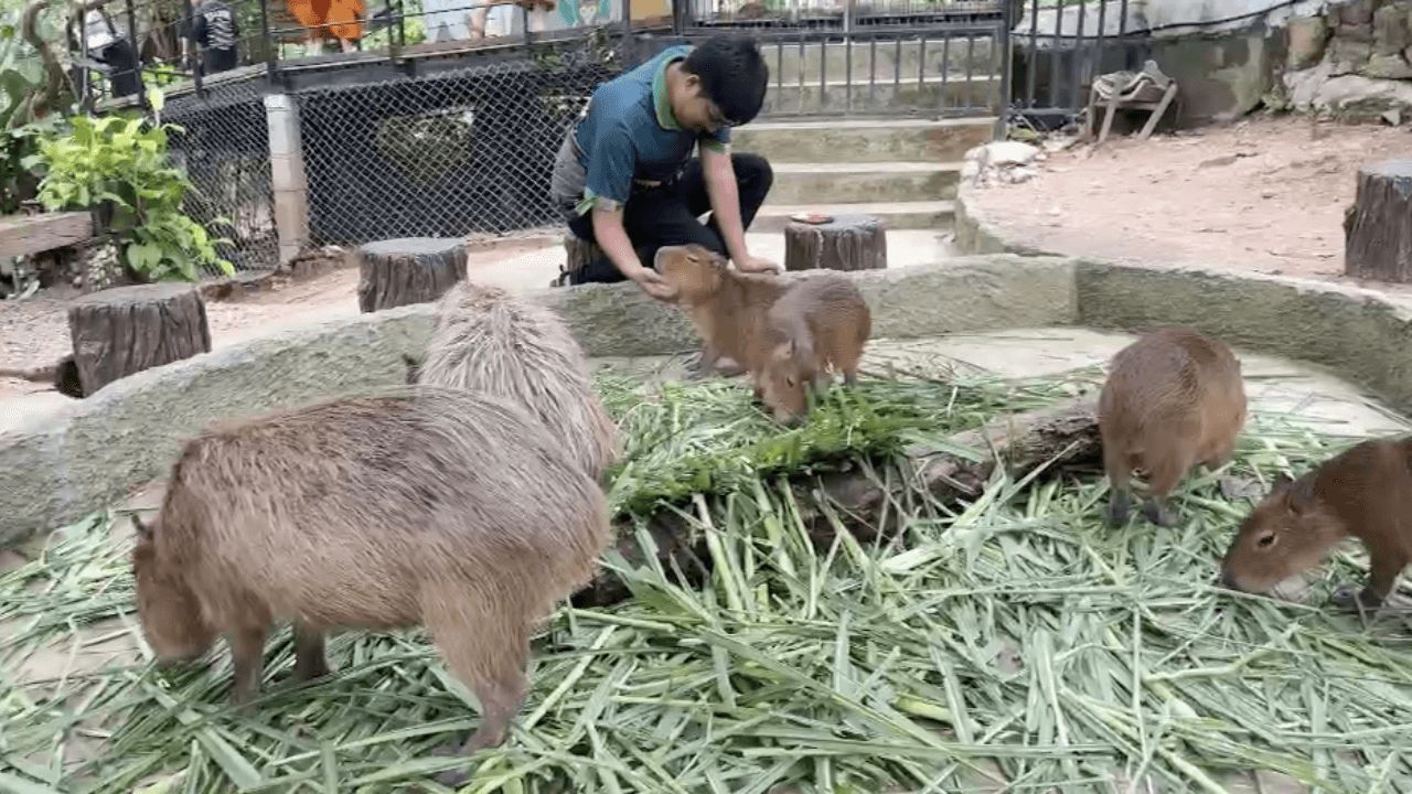 超级可爱！考考动物园为三只新成员“水豚宝宝”征名