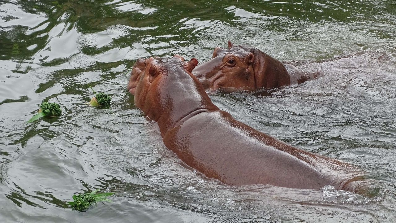 开设可爱画面,孔敬动物园制作“动物食品水灯”迎接水灯节