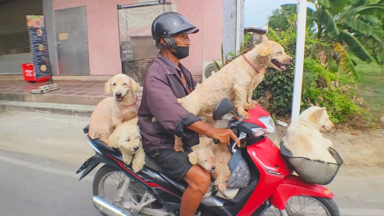 采访“阿松叔叔”带着7只狗狗骑摩托车，温顺不吵闹，令人莞尔