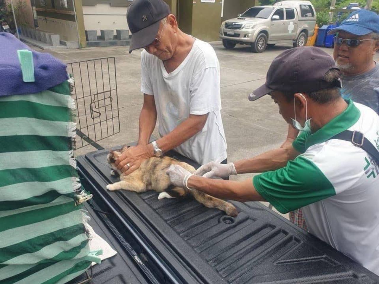 11 个风险区域 监测“狂犬病” 在发现感染犬咬人之后