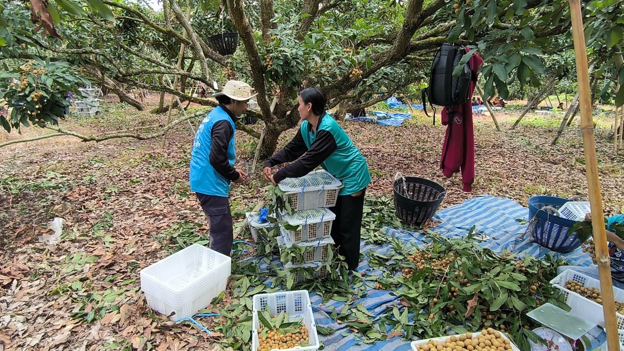 泰国工人第一天收集龙眼，果园主相信培训时间不会太长