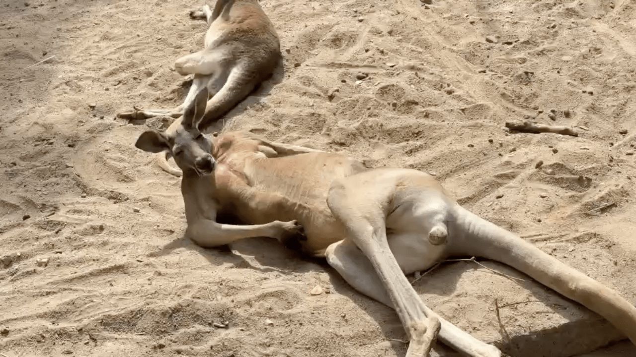 开凯奥开放动物园 揭开新成员“红袋鼠宝宝”的面纱