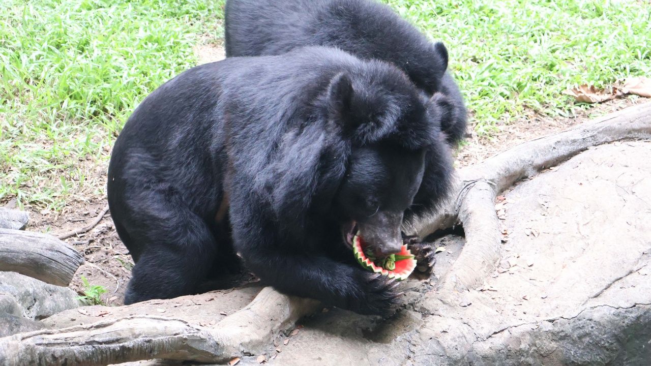 开设可爱画面,孔敬动物园制作“动物食品水灯”迎接水灯节