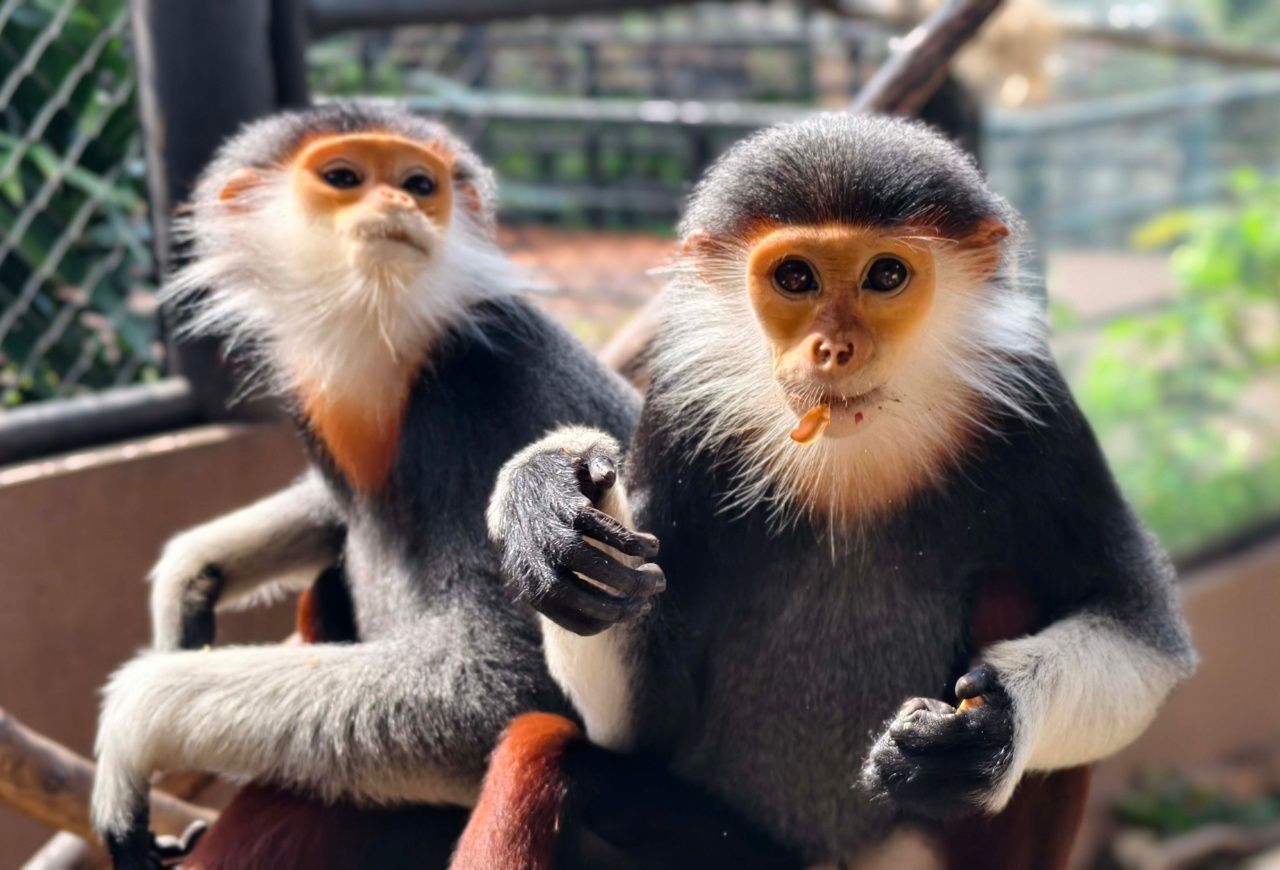 孔敬动物园展示“阿姆”五色叶猴，濒危野生动物