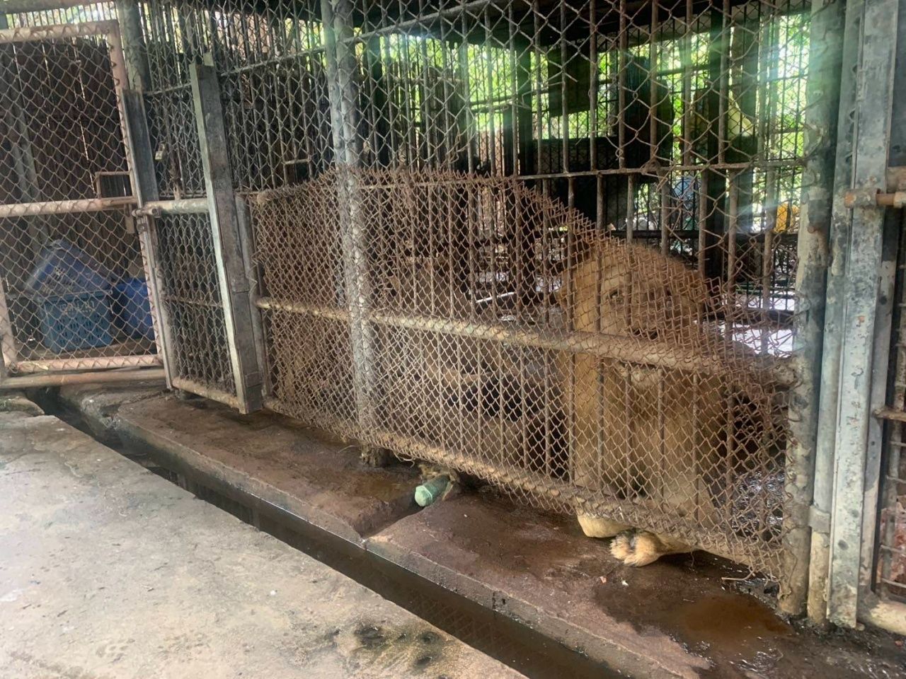 五头狮子被关进笼中,因袭击Safari工作人员致其死亡