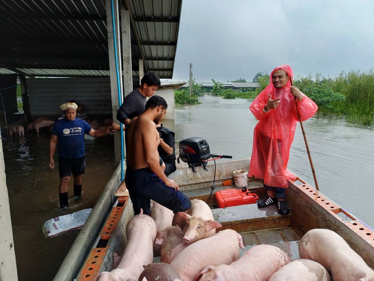 巴吞省洪水高涨，紧急疏散500多头猪至安全地点，村民房屋被山洪冲毁
