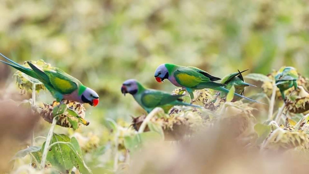 自然之美:数千只“多彩鹦鹉”飞临田野啄食向日葵种子
