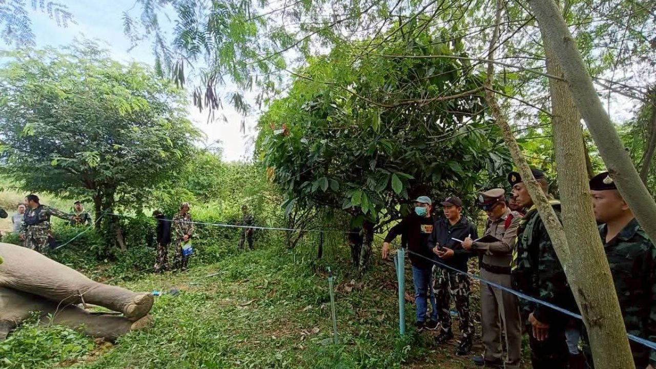 “凯岩国家公园的大象”被怀疑被电线电击身亡