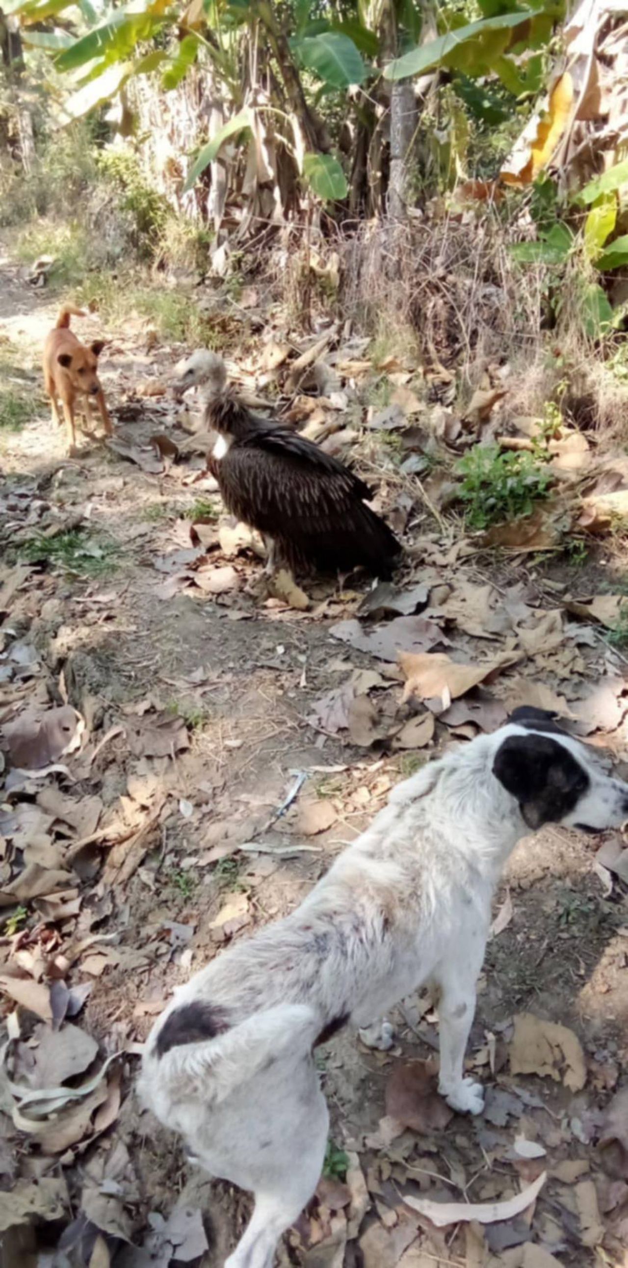 “喜马拉雅秃鹫”迁徙飞行无力，今年第三只体力耗尽坠落