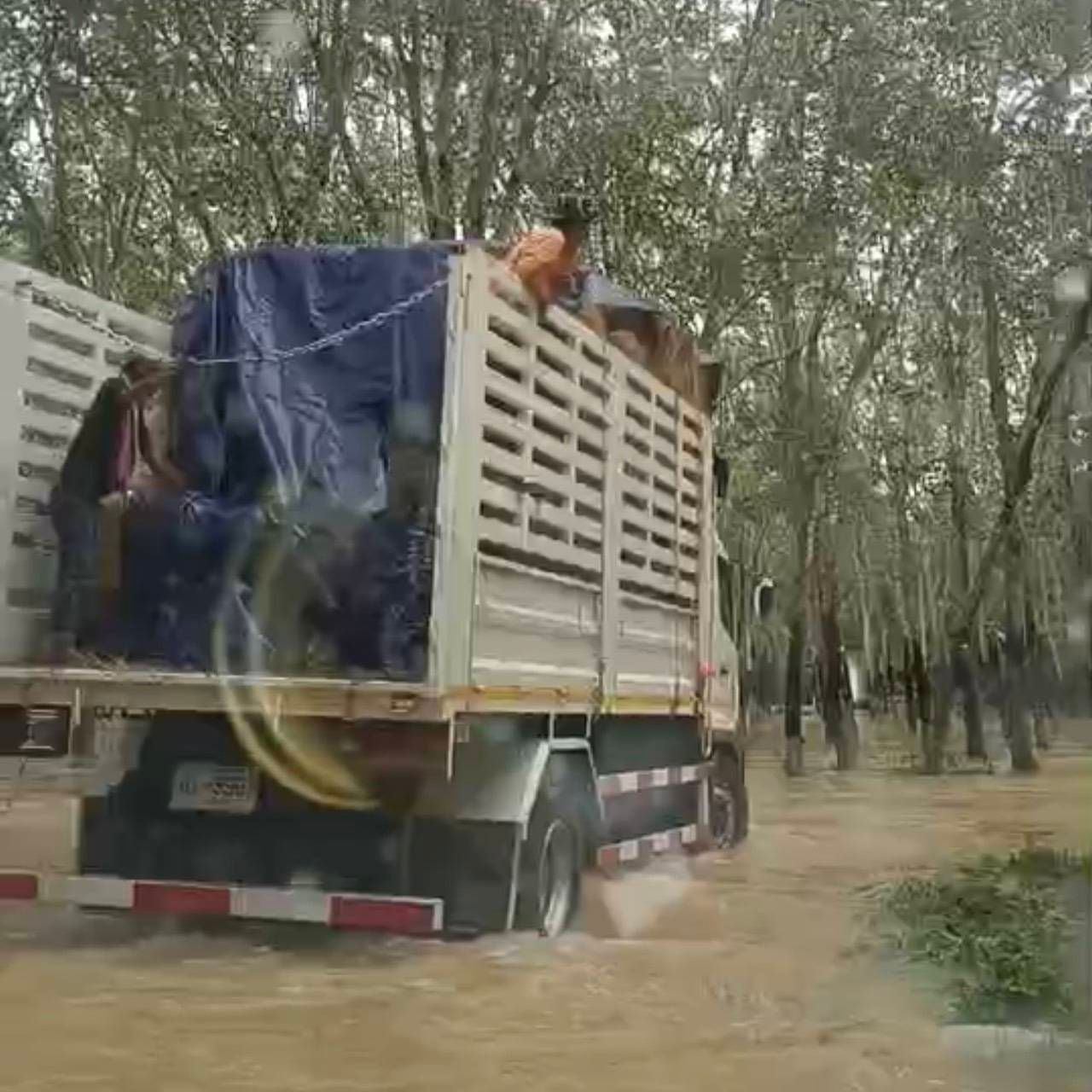 畜牧局加速支援养殖户并派送兽料至南部洪灾区