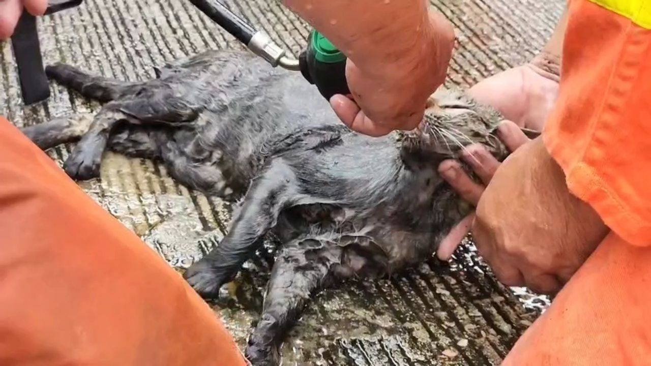 家具店火灾严重，消防员成功救出险些窒息的猫