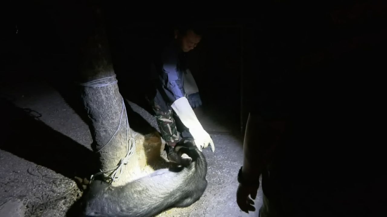 紧急救援遭卡车撞伤的“苏门羚”