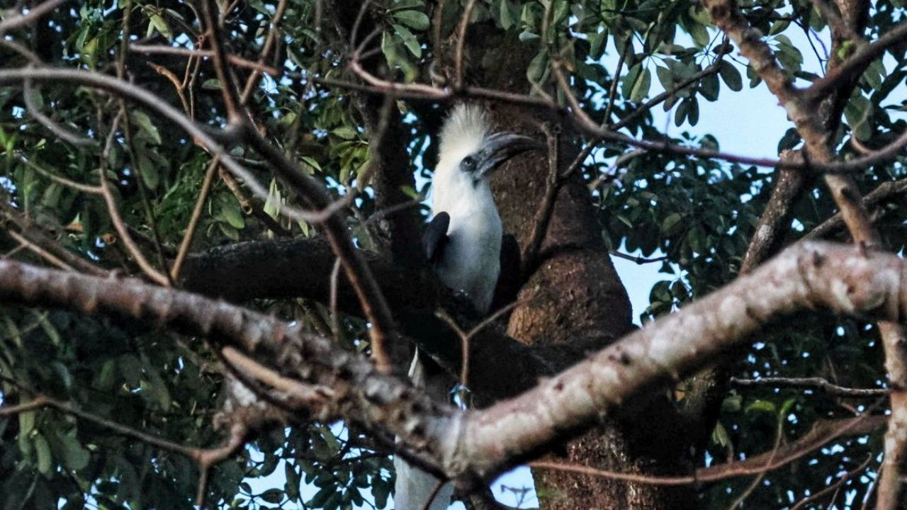 惊艳的“白冠犀鸟”,濒危保护野生动物出现在诗攀加国家公园