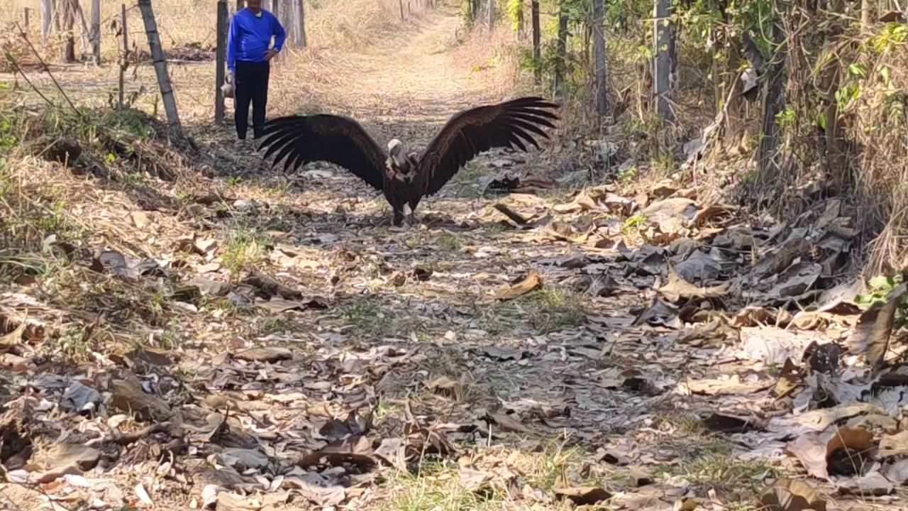 “喜马拉雅秃鹫”迁徙飞行无力，今年第三只体力耗尽坠落