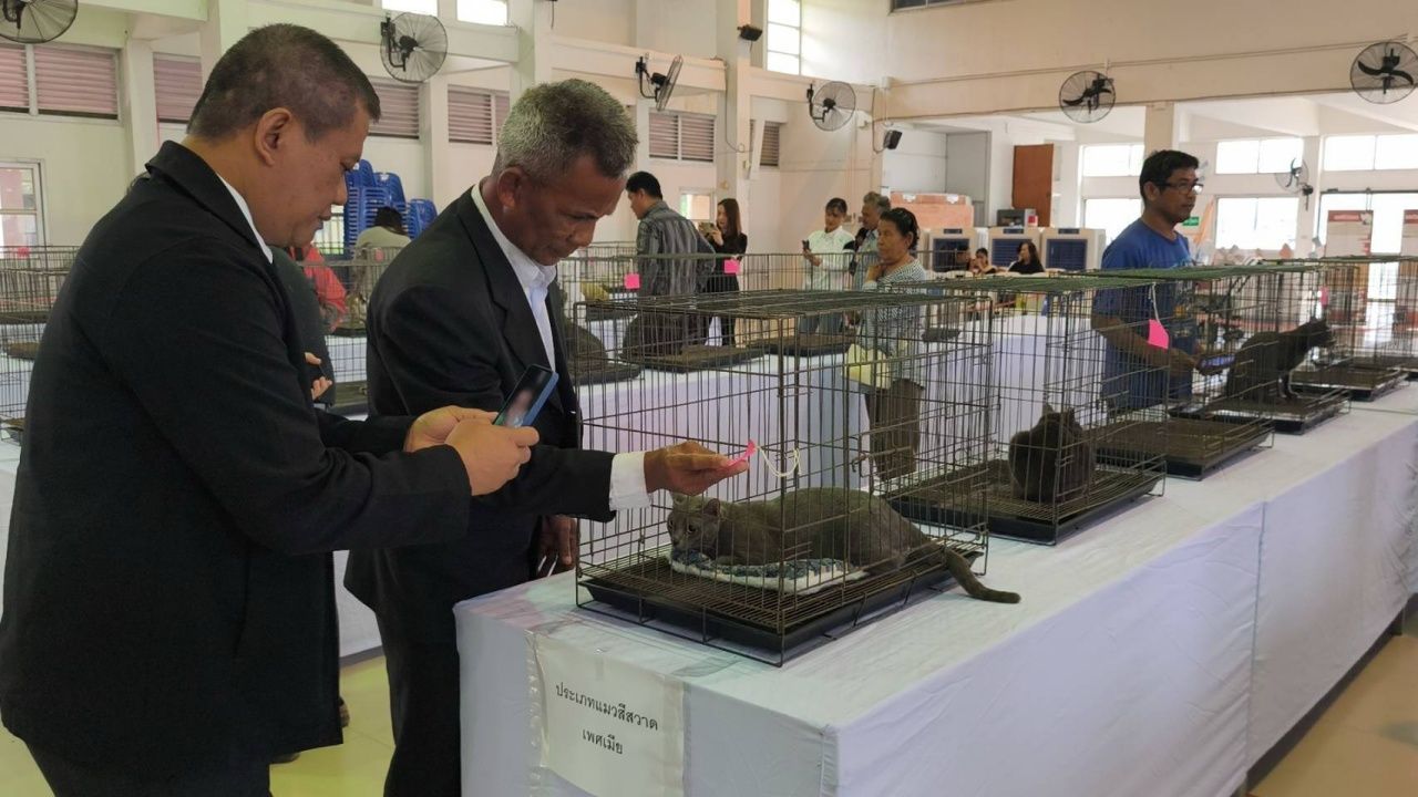 披迈节庆:举办“暹罗猫”比赛,希冀保育与繁殖