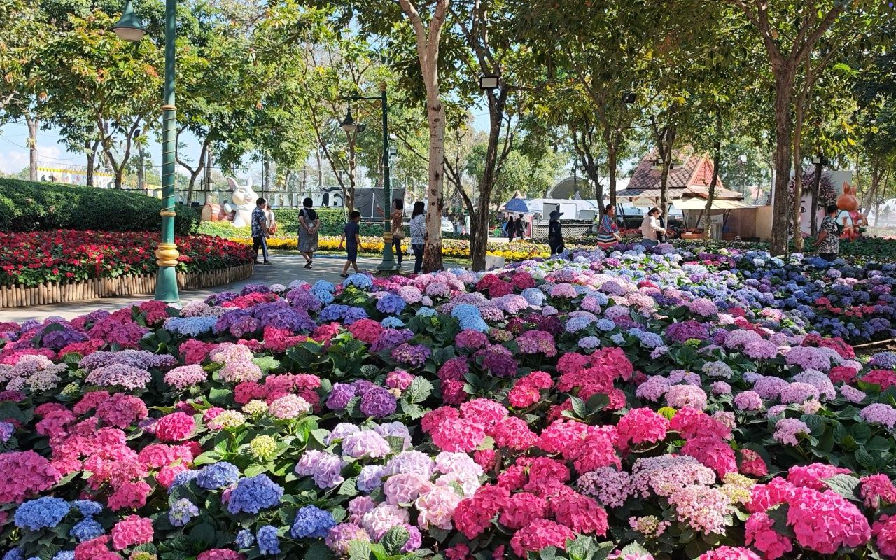 游览清迈,观赏超过三万多朵多色郁金香花田于清迈魅力之城活动