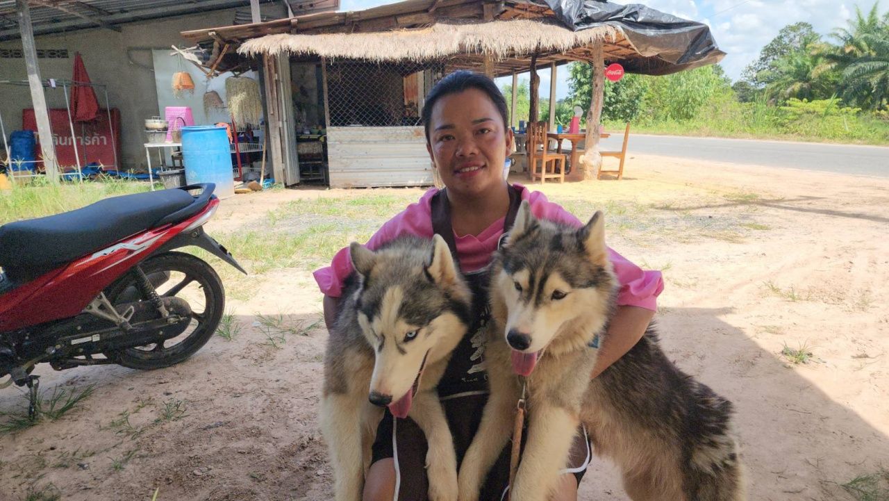 为宠物寻找新家 主人因担心边境局势不得已送养心爱的西伯利亚犬