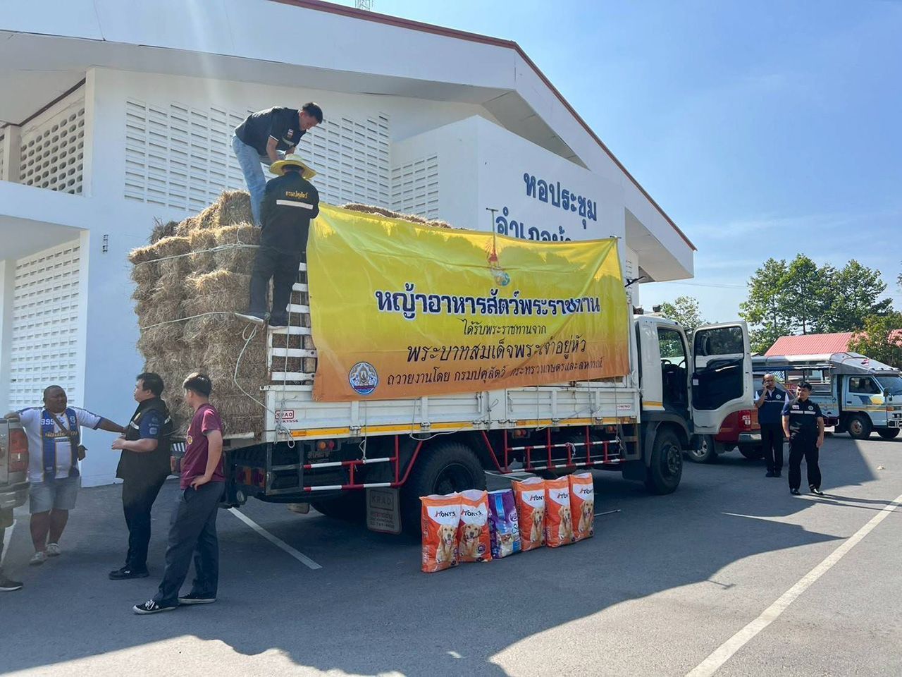 畜牧局加紧运送牧草及牲畜饲料,兽医团队支援泰柬边境农民