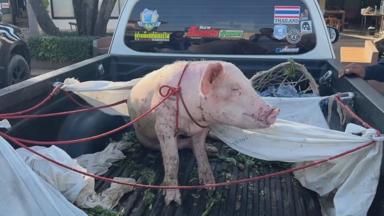 好心救援带“幸运猪”从合艾洪水救至乌隆