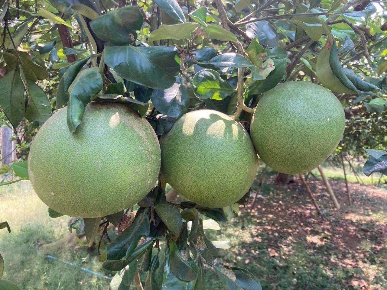 注册“威安甘柚”为新GI产品，果肉紧实，酸甜可口