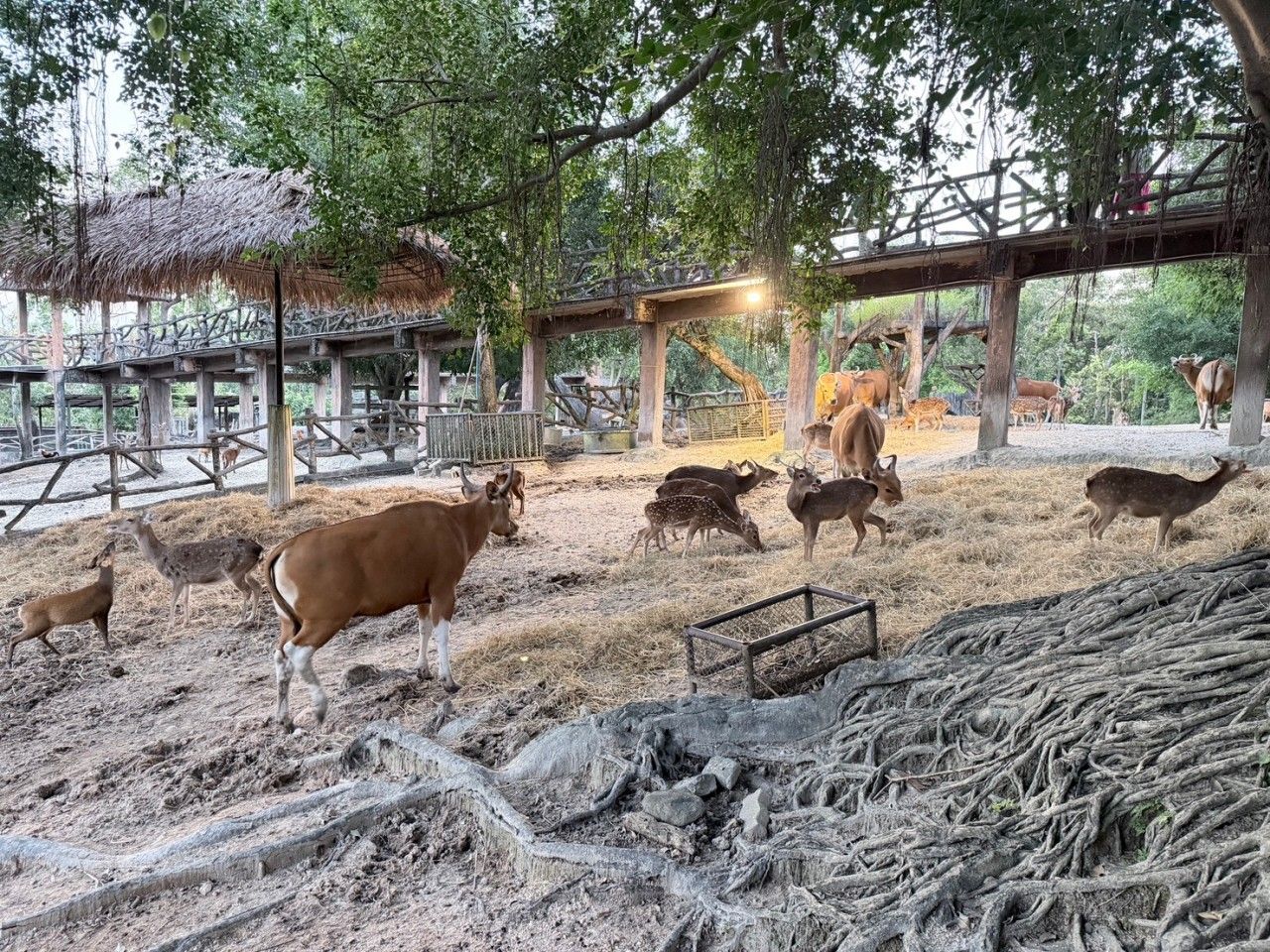 气温持续下降,清迈动物园增设暖气帮助动物抵御寒冷