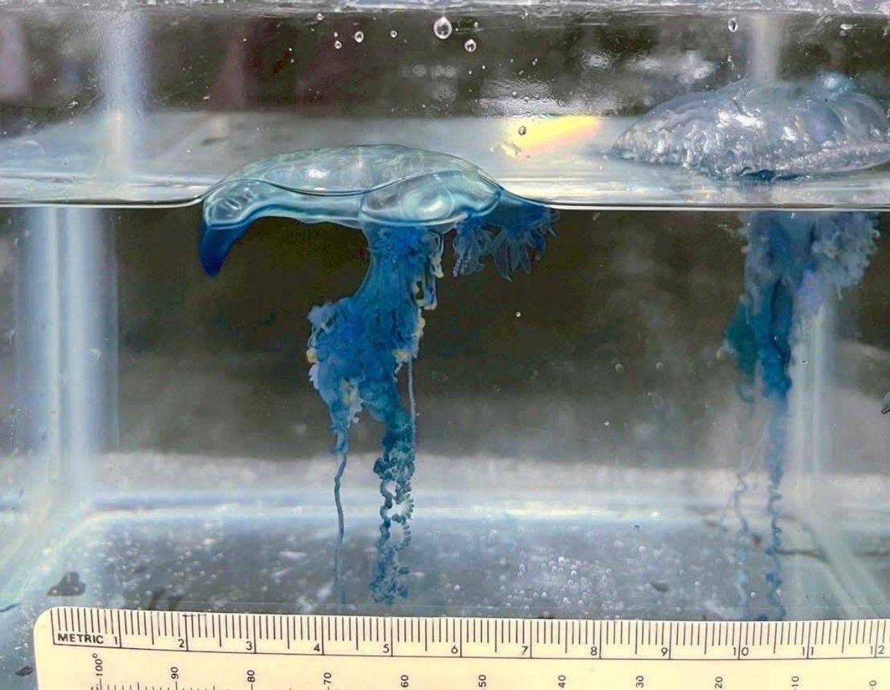 警告注意剧毒瓶盖水母出现于普吉海滩