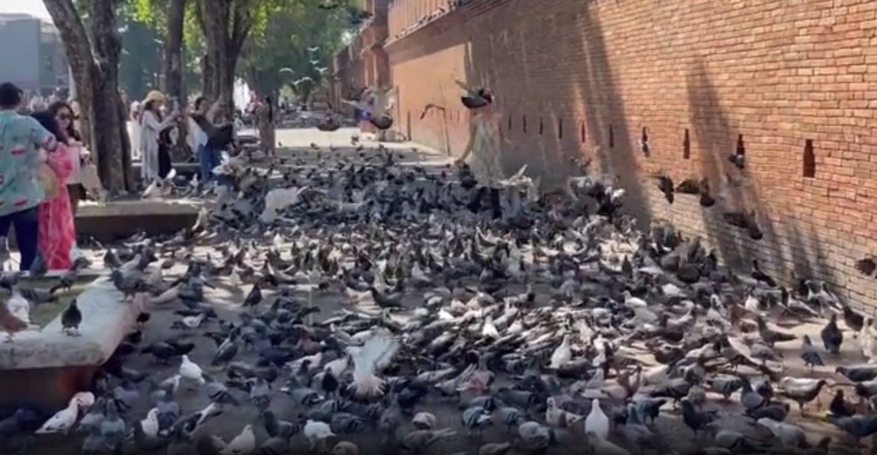 枪击销售不断 鸽子饲料团伙卷土重来 甚至引诱数千只鸽子