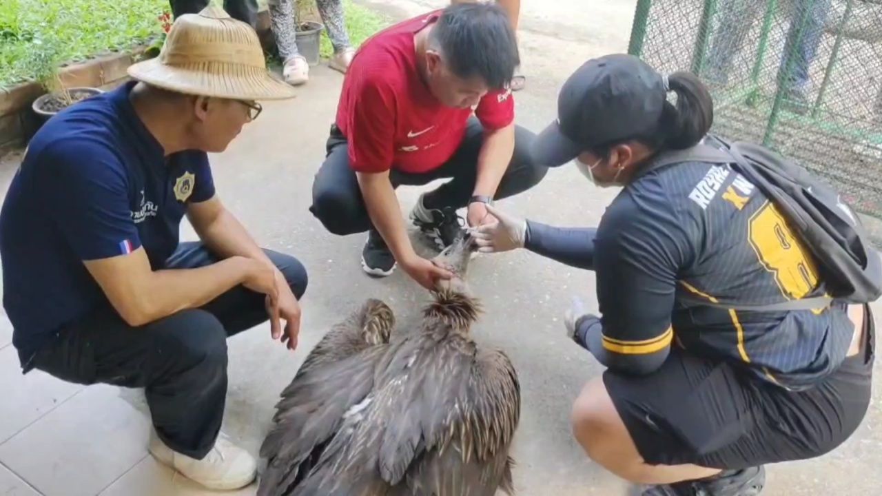 “喜马拉雅秃鹫”迁徙飞行无力，今年第三只体力耗尽坠落