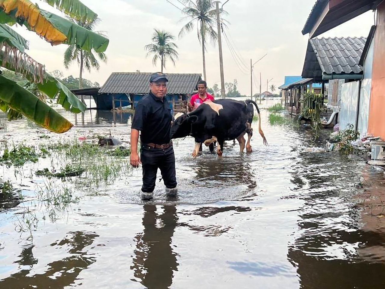 畜牧局恢复南部9府农民，补贴损失，分发皇家赠送的牧草