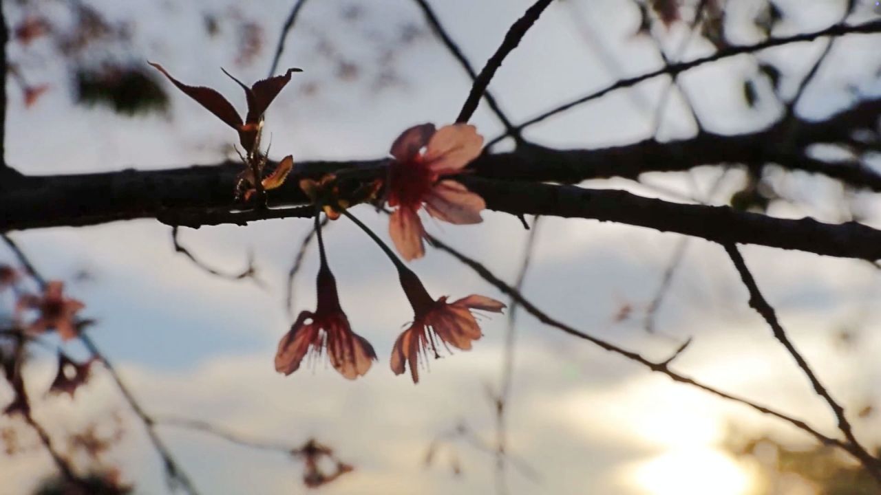 盛开的“泰国樱花”在ภูมโล山顶比往年提前绽放