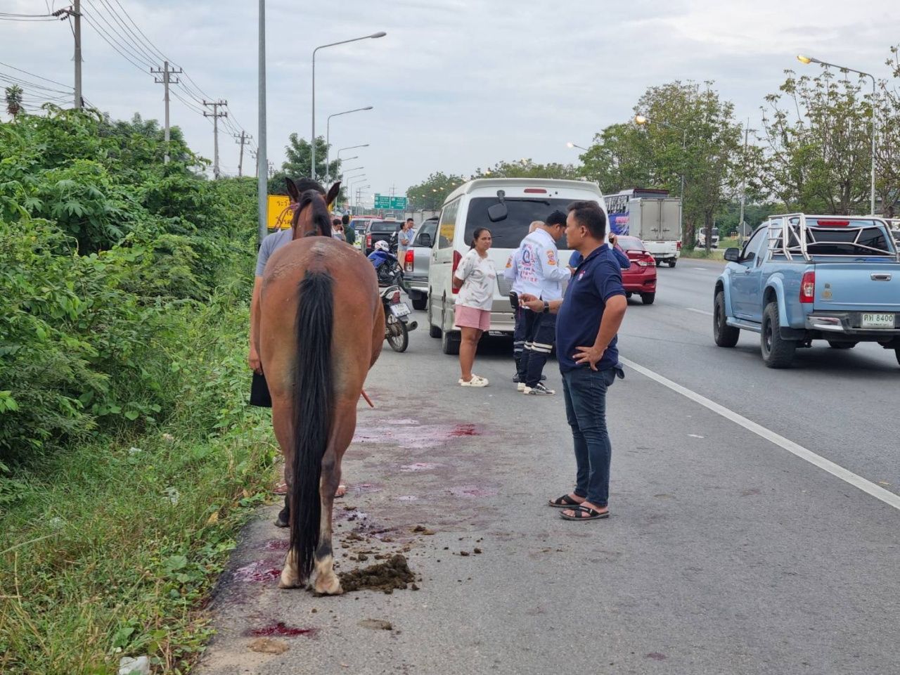 马跑到轿车前刹不住 撞死2匹 伤3匹 车损坏